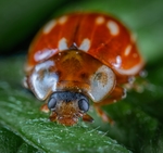 昆虫