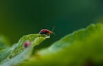 昆虫