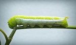 虫子