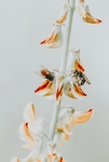 蜜蜂