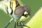 昆虫