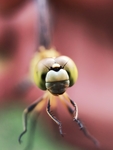 蜻蜓