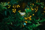 昆虫