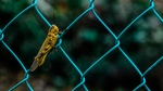 昆虫