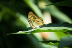 昆虫