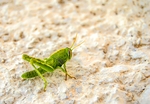昆虫