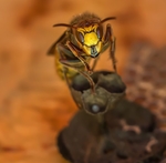 昆虫