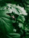 昆虫
