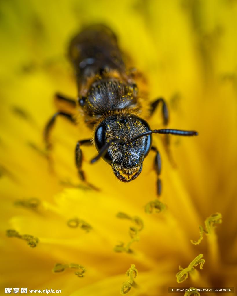 昆虫