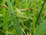 昆虫