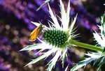 昆虫