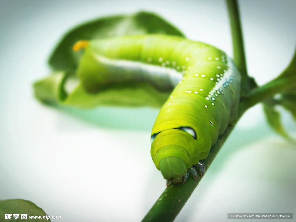 昆虫