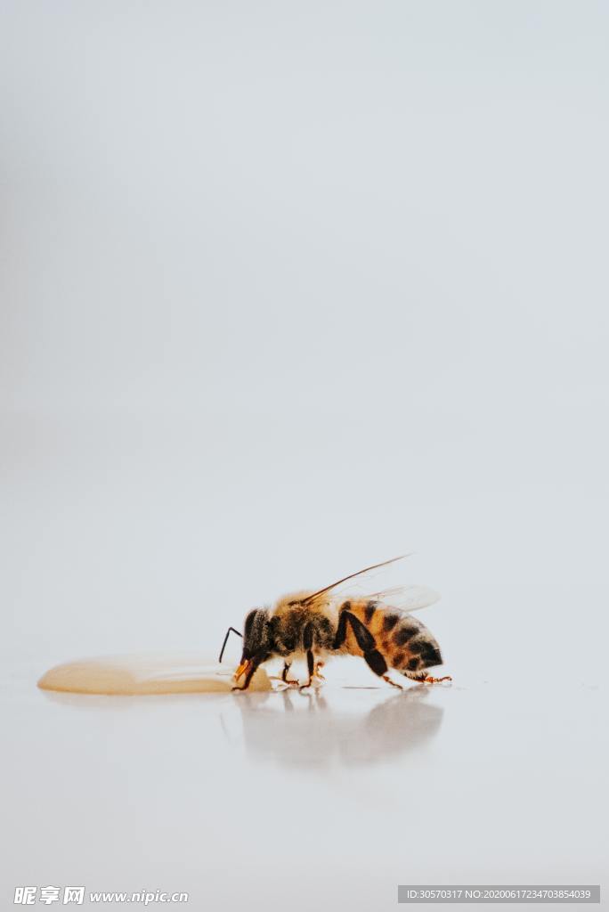 昆虫