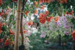 昆虫
