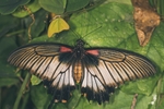 昆虫