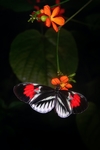 昆虫