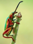 昆虫