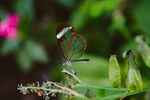 昆虫