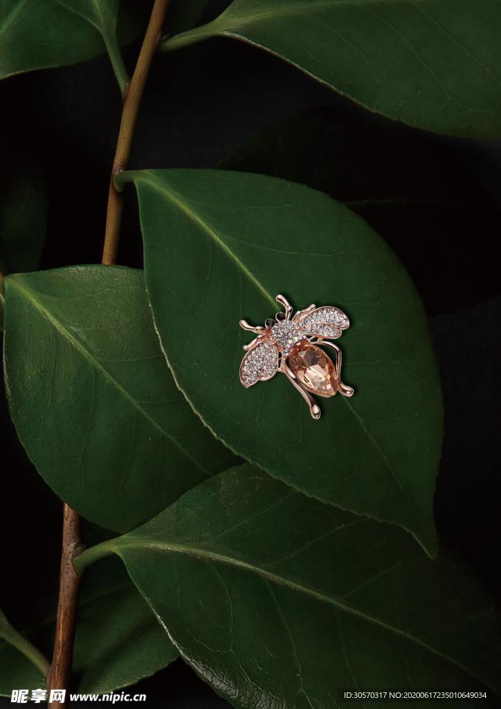 昆虫