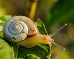 蜗牛
