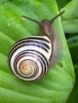 蜗牛