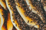 昆虫