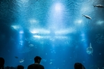 海洋生物