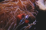 海洋生物