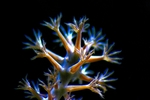 海洋生物