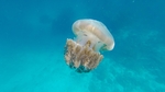 海洋生物
