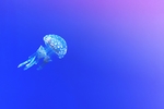 海洋生物