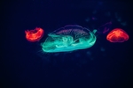 海洋生物