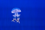 海洋生物