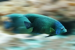 海洋生物