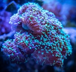 海洋生物