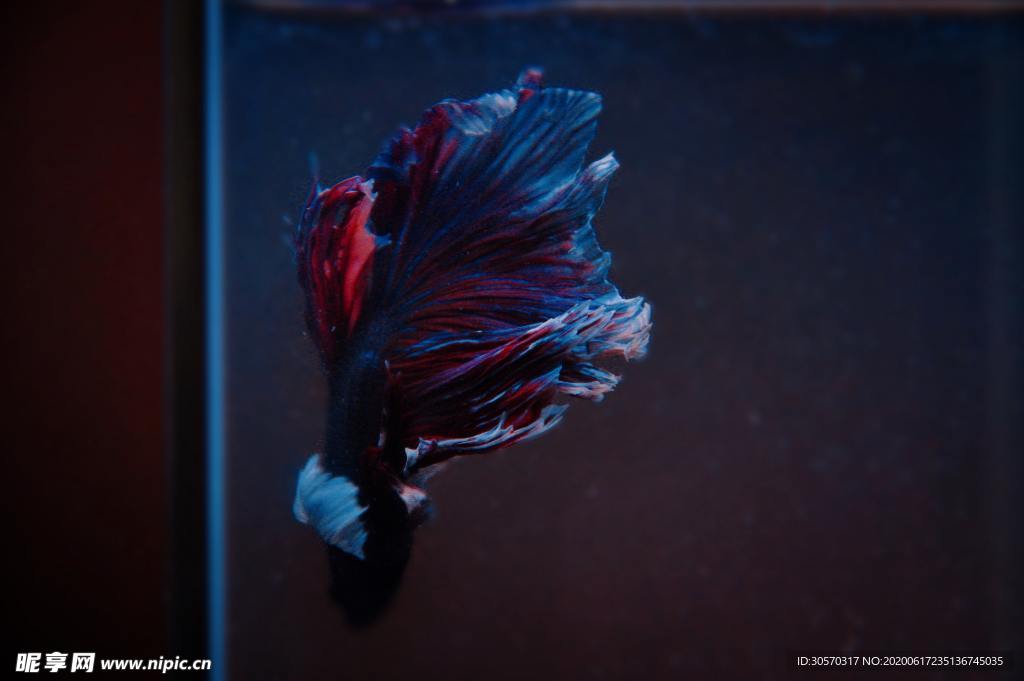 海洋生物