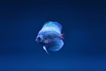 海洋生物