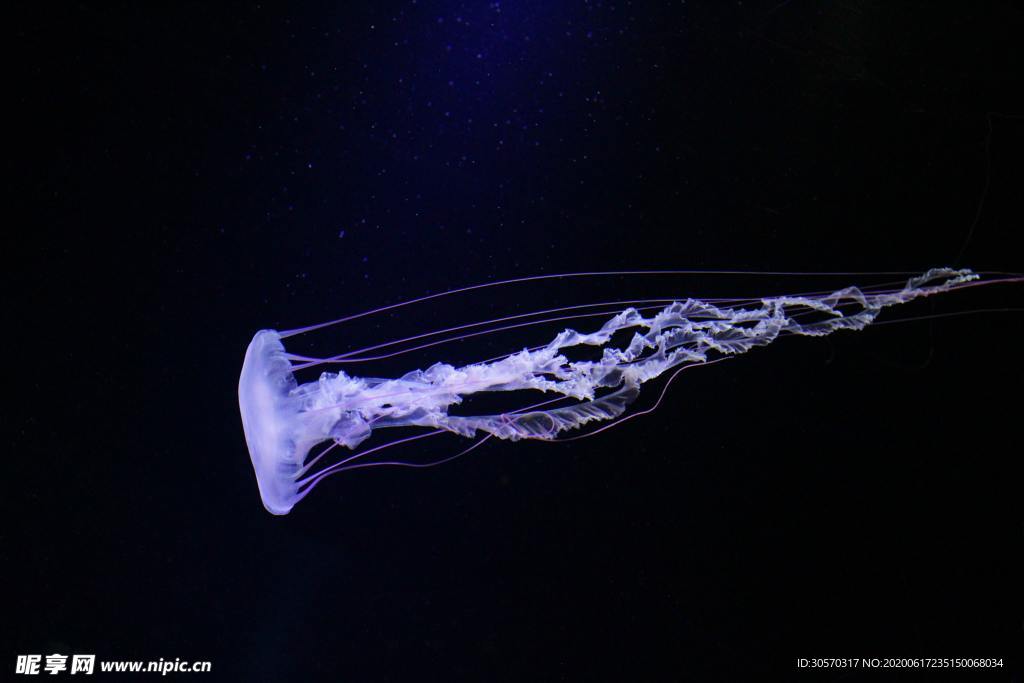 海洋生物