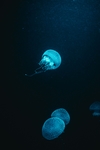 海洋生物