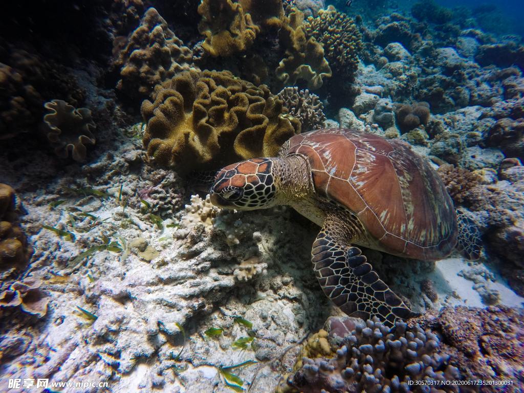 海洋生物