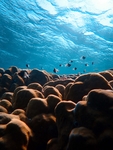海洋生物
