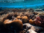 海洋生物