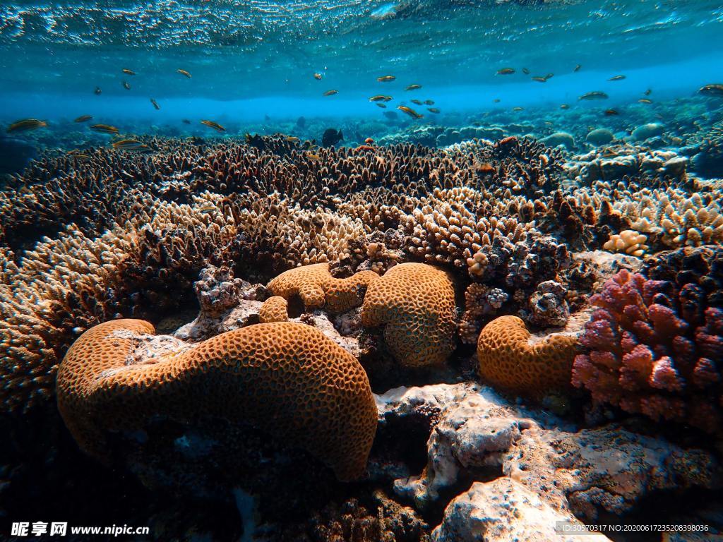 海洋生物