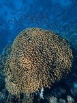 海洋生物