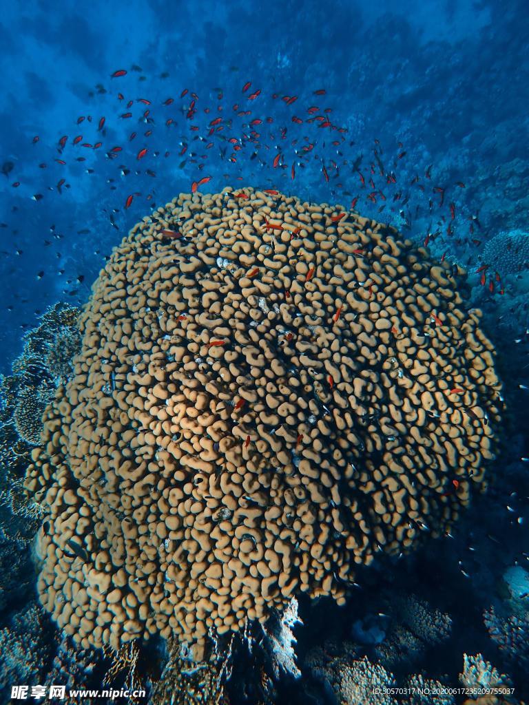 海洋生物