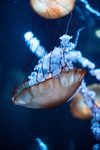 海洋生物
