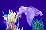 海洋生物