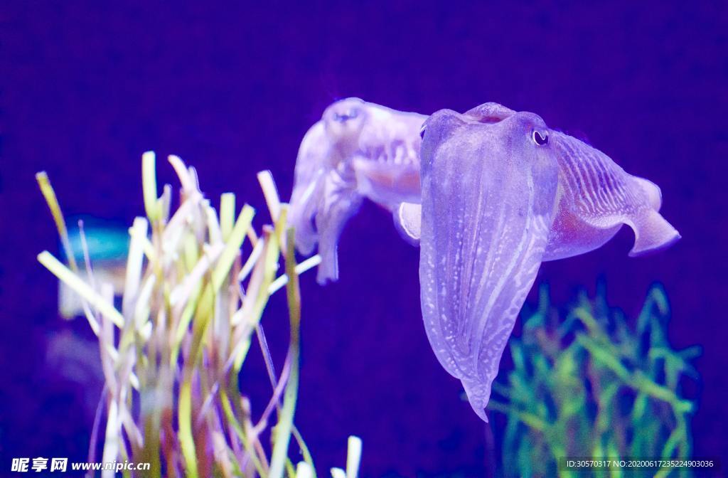 海洋生物