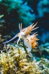海洋生物