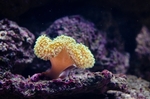 海洋生物